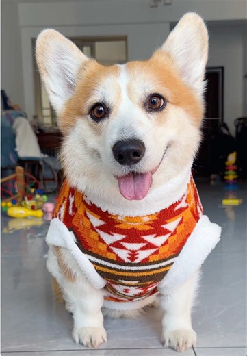 Adorable Corgi in Tutu Takes to the Skies