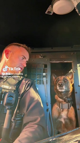 Rex trying to intimidate the pup cup makers…#k9softiktok #k9rex #copsoftiktok #fypシ゚viral #k9training