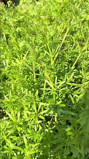 Discover the Healing Power of Chickweed in Rural Remedies