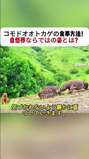 How Komodo Dragons Eat! What Their Natural Feeding Habits Look Like #KomodoDragon #Wildlife #Natu...