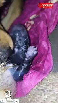 birth baby dog... 🐶