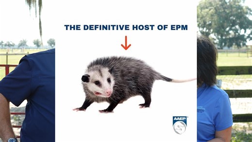 In this episode, Dr. Cayot from Peterson & Smith Equine Hospital & Complete Care explains Equine Protozoal Myeloencephalitis (EPM), a serious neurological disease in horses. We cover the causes, symptoms, and how it affects a horse’s nervous system, as well as the latest diagnostic methods and treatment options. | The CEP's Equine Initiative Ocala, presented by Pyranha
