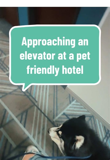Tips for Navigating Elevators with Dogs at Hotels