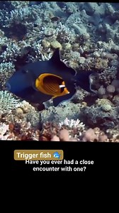 With bold colors and a fierce personality, the Triggerfish is the true guardian of the reef! Known for its unique jaw strength and territorial nature, this fascinating fish commands attention wherever it swims. Have you ever had a close encounter with one? 🐟💥🌊_ #Triggerfish #ReefGuardian #MarineLifeMagic #UnderwaterAdventure #OceanWonders #WildEncounters #reelsviralシ #reelsviralfb #NaturePhotography #ScubaLife #DahabDiving | Scuba Diving Holidays