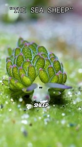Leaf Sheep🌿🐑 Tiny Sea Slug Can Do Photosynthesis | All About Animals @topfans The leaf sheep, also known as the “sea sheep,” is a tiny sea slug that looks like a small underwater plant. Remarkably, it can perform photosynthesis by using sunlight and the algae it eats to create energy. Only a few millimeters long, this bright green creature drifts gently across the seafloor, showcasing the beauty and wonder of nature’s smallest forms of life. #leafsheep #seaanimals #seasheep #animals #animallov