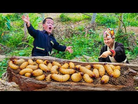 Dwarf Family Harvests Coconut Worm | Sudden Wild Python Attack in Jungle