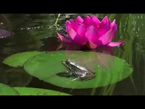 Frogs in my garden pond eating aphids from my nearby flower patch HD video with slow motion scenes