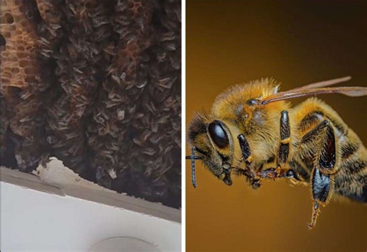 WATCH: 150,000 bees found living inside a house in Inverness