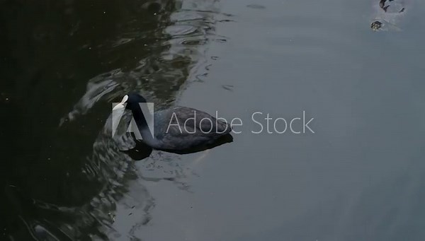 A Eurasian coot, also known as common coot, swims alone in dark, rippling water. This close-up shot shows the bird gliding smoothly through its habitat.