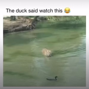 😂😂 | Laugh It Out