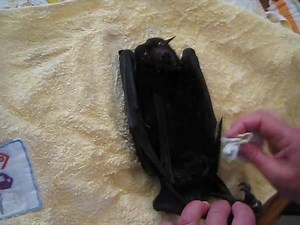 41K views · 3.8K reactions | Once we have our rescued flying-fox...