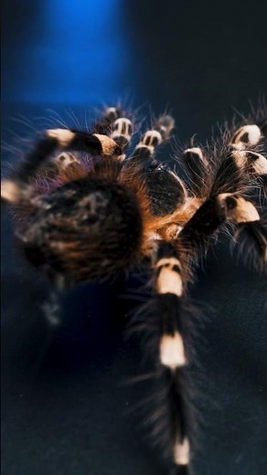 how's your tarantulas hair looking? #tarantula #spider #pettarantula #tarantulakeeper