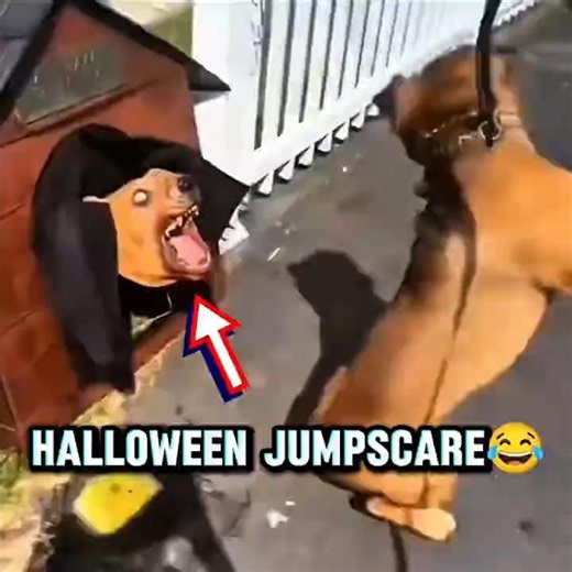 Why These dogs are Afraid of Halloween? 😂