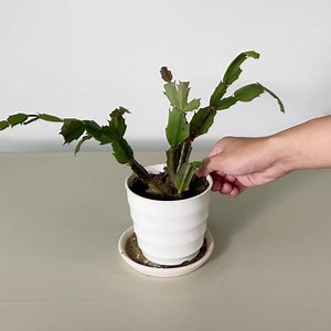 🌵According to your area and the weather, provide you with the best plant care tips.😍 | Plant Parent