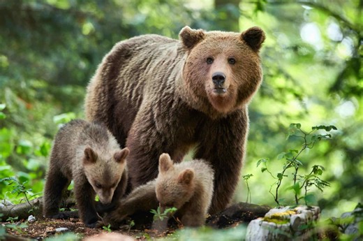 Safety Tips on Bears Taught by a Yellowstone Park Ranger