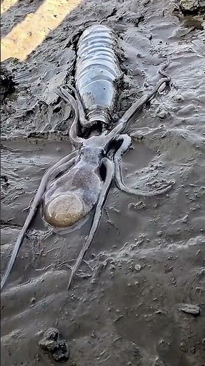 The process of setting traps to catch octopus