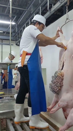 Slaughtering (Swine - M) Evisceration process