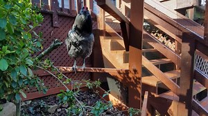 358K views · 2.5K reactions | Here's what we have in our Chicken Playground with some ideas for BOREDOM BUSTERS  You can find most of the items in our video in our the 2cc Amazon store at www.amazon.com/shop/twocreativechicks #2ccChickenEnrichment #2ccCoopTour | Two Creative Chicks | Facebook