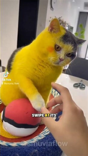 The cute Pikachu cat 😭 #shorts #funnycats