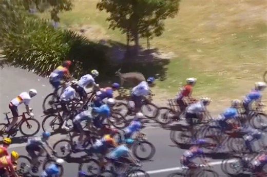 Rogue kangaroos hop into cyclists causing chaos at Tour Down Under