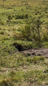 482K views · 4.8K reactions | From the iconic Serengeti plains to the...