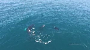 Humpbacks try to fight off killer whale during feeding frenzy