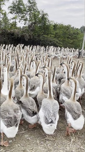 March of the Geese | Inside a Goose Farm in China 💥