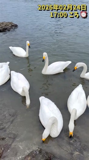 【再アップ】ちょっと前の 😅 💦 のハクチョウ 🦢🦆 食堂🌾🍞の様子から 2026/02/24 A scene of diner for swans 🦢🦆 #shorts