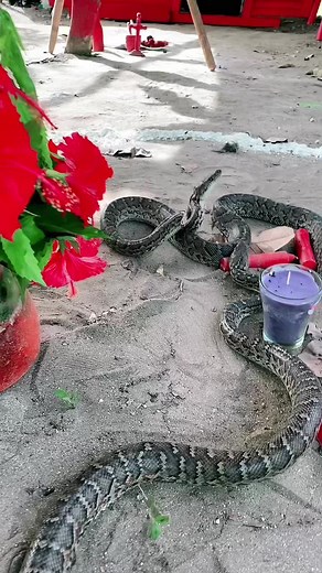 Python Drinking Purple Liquid in Outdoor Setting
