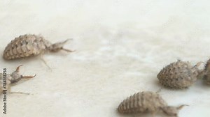 ant lion insect in natural habitat (myrmeleon formicarius)
