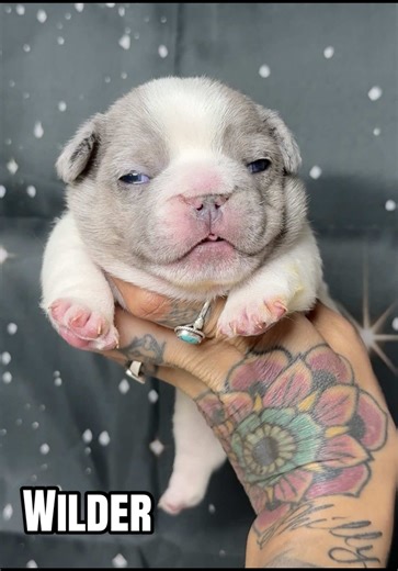 Blue Merle Tri Pied 💙 Keena x Banks