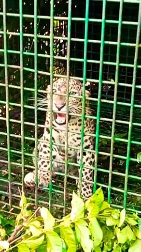 Leopard growling when trapped, captive leopard growling #leopard #wildlife #shorts #photography #...