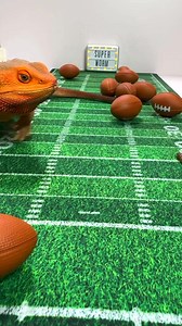 83K views · 673 reactions | TOUCHDOWN!  Here are the highlights from The SuperWorm! Samson takes the field as our star worm back, and let’s just say… the defense never stood a chance. 缾 #Super Bowl #football #philadelphia #eagles #kansascity #kcmo #kansascitychiefs | Valerie Musser | Facebook