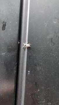 Nature’s Bungee Jumper: Amazing Facts About the Zebra Spider!