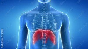 3d rendered medical animation of the diaphragm movement during breathing