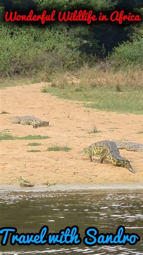 Wonderful Wildlife in Africa, Victoria Nile in Uganda.