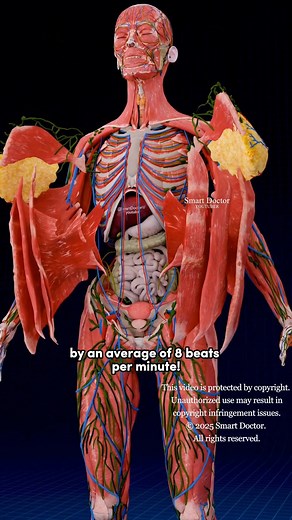 Pourquoi le cœur des femmes bat plus vite | Le caché est plus immense ♀️✨ . . Différences de fréquence cardiaque entre les femmes et les hommes Fréquence cardiaque moyenne : Le cœur d'une femme bat en moyenne huit battements par minute plus vite que celui d'un homme. Facteurs contribuant à la différence Hormones : Les différences hormonales, en particulier les œstrogènes, peuvent influencer la fréquence cardiaque et la fonction cardiovasculaire. Métabolisme : Les femmes ont généralement un taux 