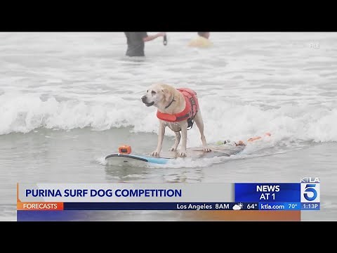 Annual Purina dog surfing competition in Huntington Beach