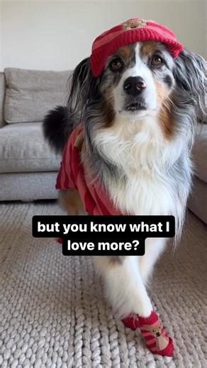 Snug as a bug in our matching knit Aussie sweaters from Petbarn. 🦘 Cozy beanies, adorable booties, and a toasty sweater – we’re all set for an outdoor adventure. Thanks Petbarn, for keeping us stylish and warm down under! ❄️ Shop Petbarn’s New Season Collection in-store or on the website via the link in our bio. https://shorturl.at/84UAM ❄️ All Day Trail Mates Striped Kangaroo Dog Beanie Red ❄️ All Day Trail Mates Striped Kangaroo Dog Knit Red ❄️ All Day Trail Mates Striped Kangaroo Dog Socks R