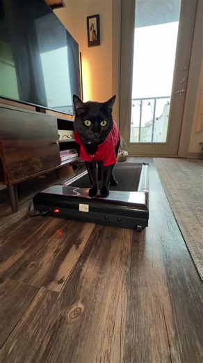 He’s got hoooooos (Buttercup) caallllinnng