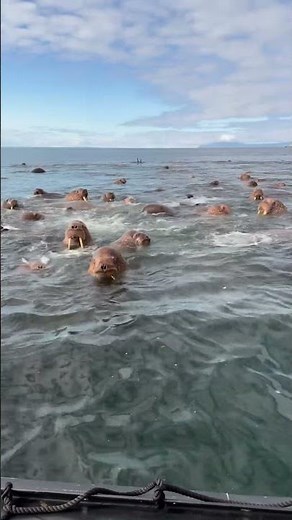 Walruses swim peacefully in Ratmanov Island, Russia