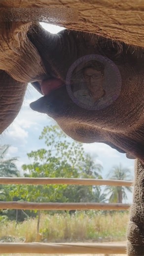 The mother elephant is feeding her baby with milk.