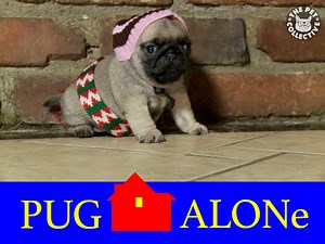 532K views · 11K reactions | Merry Christmas, ya filthy animals: | The Pet Collective | Facebook