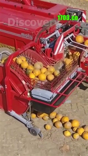 Inside America's High-Tech Pumpkin Harvesting Revolution