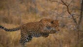 Zoom out spotted leopard hunting,pouncing in grass on wildlife...