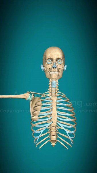 How Your Shoulder Joint Actually Works (3D Structure)