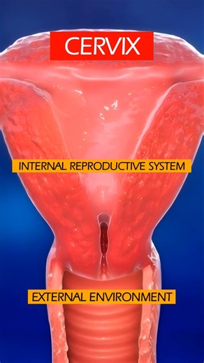 Anatomy of the Cervix of the Female Reproductive System ❤️ #pregnancy #anatomy #shorts