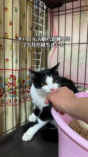 人馴れ訓練から2ヶ月、甘えてくれるようになりました #保護猫 #人馴れ訓練