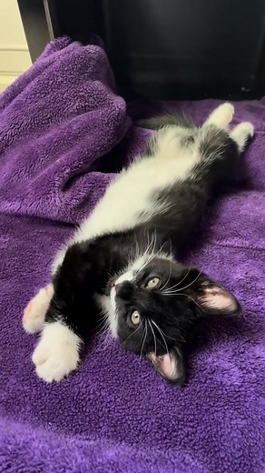 89K views · 7.6K reactions | Cute #kitten #cat chirps, purrs and makes air biscuits daily cuteness | pinki the cat | Facebook