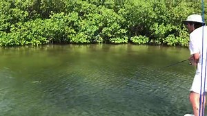 Snook fishing remains strong through August in the Cancun Nichupte Lagoon! | Cancun Tarpon Fishing Cancun Fly Fishing and Cancun Light Tackle Fishing